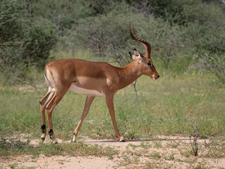 Fototapeta premium Schwarzfersenantilope oder Impala (Aepyceros melampus)