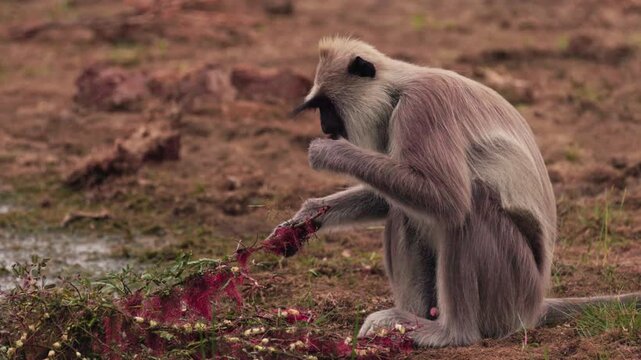 Gray langur Semnopithecus priam It feeds Feeding on the shore of a reservoir, wild world of Sri Lanka. Wildlife footage for nature documentaries and educational projects. Slow motion video.