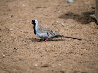 Kapt&auml;ubchen (Oena capensis)