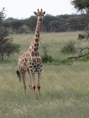 Giraffe, Giraffa camelopardalis
