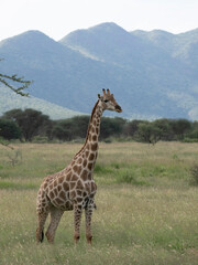 Giraffe, Giraffa camelopardalis