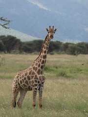 Giraffe, Giraffa camelopardalis