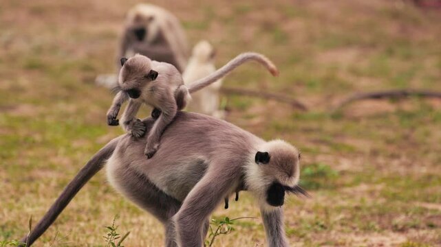 Gray langurs Semnopithecus priam It A female and her cub are feeding on the ground, the wild world of Sri Lanka. Wildlife footage for nature documentaries and educational projects. Slow motion video.