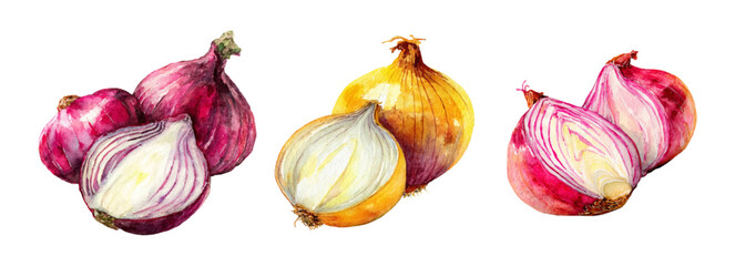 Watercolor onion illustration set with red, purple, and yellow bulbs. Realistic sliced vegetables with green roots isolated on white background for cooking designs.
