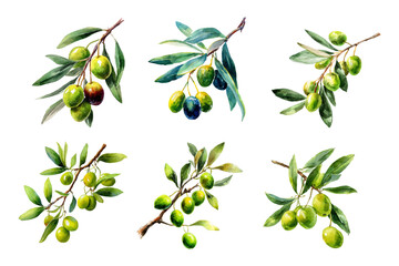 Obraz premium Mediterranean olive tree branch with watercolor leaves and fruit. Italian-inspired botanical illustration ideal for elegant organic design projects and decorative art.