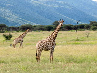 Giraffe, Giraffa camelopardalis