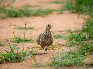 Fleckenflughuhn (Pterocles burchelli)