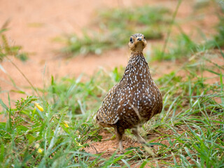 Fleckenflughuhn (Pterocles burchelli)