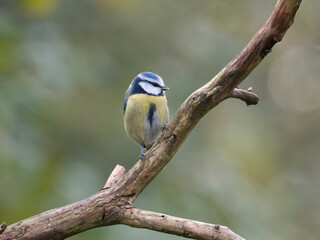 Obraz premium Blaumeise, Cyanistes caeruleus