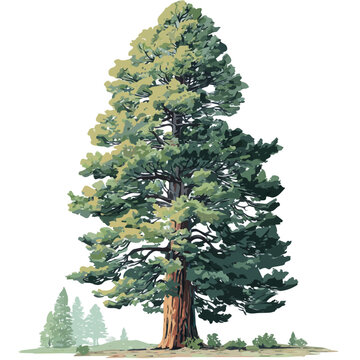 2D flat vector graphic of a Sequoia Tree in icon style, isolated on white background