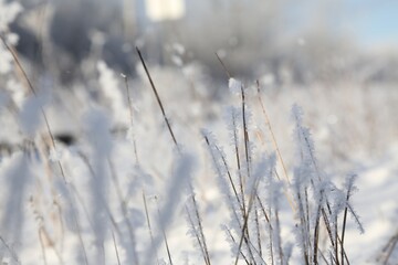 Obraz premium Close-Up of Frost-Covered Grasses on a Winter Morning