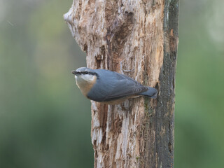 Kleiber (Sitta europaea)