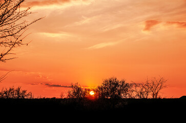 Obraz premium Vibrant orange sunset paints the sky over silhouetted trees and barren landscape