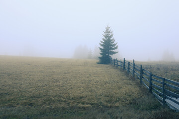 Fototapeta premium A lone spruce tree standing beside a wooden fence, partially wrapped in soft fog, with the fence leading the viewer’s eye toward the tree, creating a calm and minimal atmospheric winter scene.
