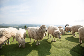 Obraz premium sheep in the field