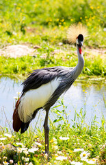 Fototapeta premium Grey Crowned Crane Standing in Grass Near Water
