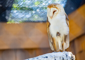 A White Barn Owl Perched on a Branch in a Natural Setting During the Day