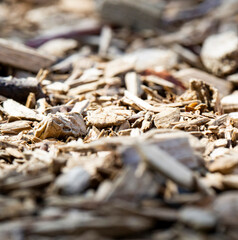 Close Up Of Light Brown Wood Chips On Ground