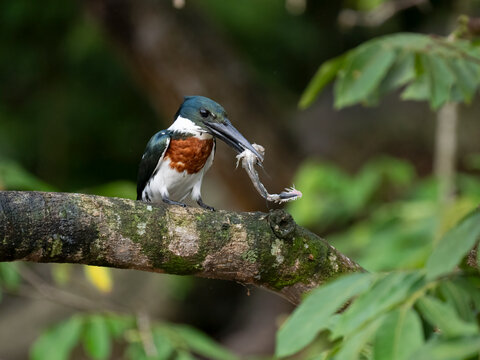 Amazonasfischer (Chloroceryle amazona)