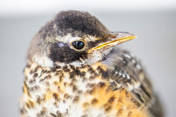 Close Up of a Young Robin Chick With Newly Grown Feathers