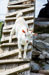 White Goat Climbing Wooden Steps in a Rural Setting on a Sunny Day
