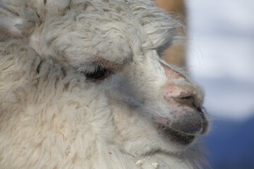 Obraz premium Close-Up Portrait of a White Alpaca With Brown Eye