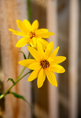 Two Bright Yellow Flowers Blooming in the Summer Sunlight