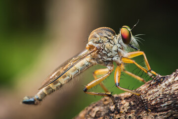 Robber fly perched on branch hunting for prey