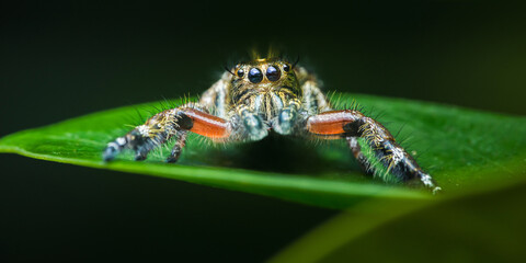 Jumping spider watching with large eyes on green leaf