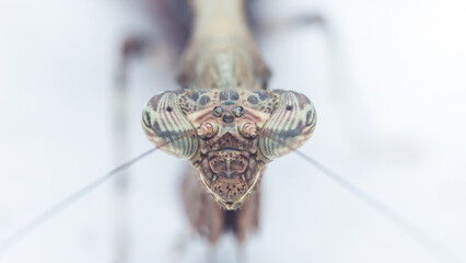 Praying mantis head on white background macro capturing detail