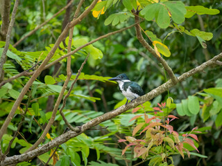 Fototapeta premium Amazonasfischer (Chloroceryle amazona)