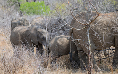 Elefantenherde im Busch vom Kr&uuml;ger National Park - Kruger Nationalpark S&uuml;dafrika
