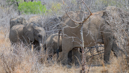 Elefantenmutter mit Elefanten Baby im Busch vom Kr&uuml;ger National Park - Kruger Nationalpark S&uuml;dafrika