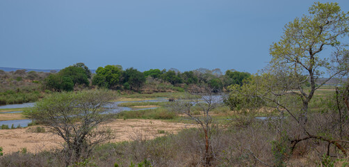 Aussicht und Landschaft - Flora Botanik Busch im Kr&uuml;ger National Park - Kruger Nationalpark