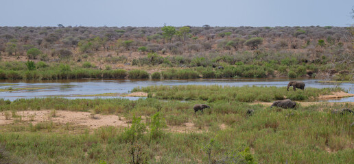 Aussicht und Landschaft - Flora Botanik Busch im Kr&uuml;ger National Park - Kruger Nationalpark