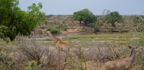 Giraffe im Busch vom Kr&uuml;ger National Park - Kruger Nationalpark S&uuml;dafrika