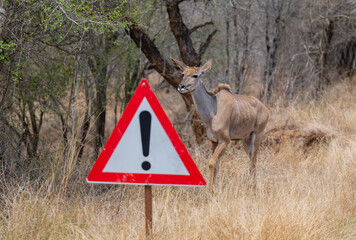 gro&szlig; Kudu Strepsiceros im Kr&uuml;ger National Park - Kruger Nationalpark S&uuml;dafrika