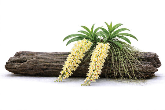 Yellow Aerides Orchid with Hanging Flowers and Aerial Roots After Rain