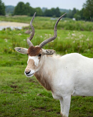 White Oryx Gazing in a Green Field With Trees in the Background