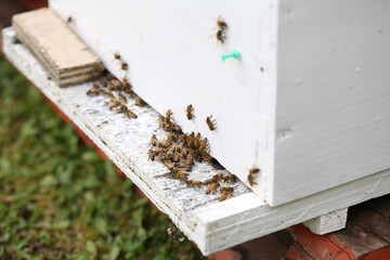 Honey Bees Gathering Near A White Beehive In A Garden
