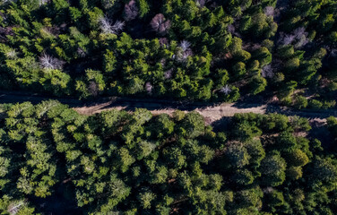 Aerial View of a Forest Road in a Dense Evergreen Forest