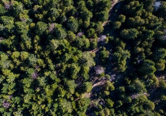 Aerial View of Dense Evergreen Forest Canopy With Sunlit Path