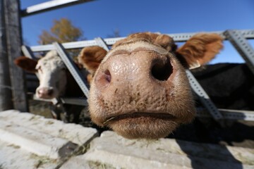 Close Up of a Cows Nose in a Rural Setting on a Sunny Day