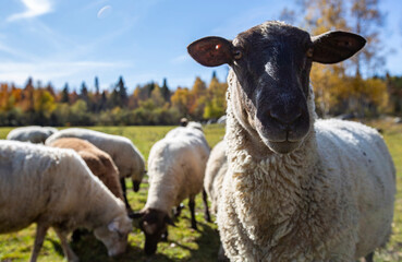 Sheep Grazing in a Green Meadow on a Sunny Autumn Day