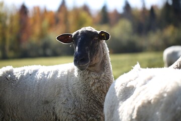 Black Faced Sheep Standing in a Green Field on a Sunny Day
