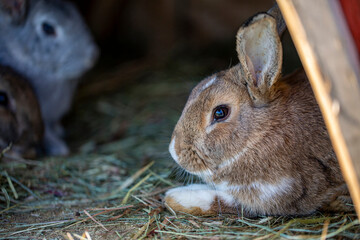 Brown And White Rabbit Resting In Hay Under Shelter