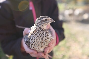 Person Holding a Small Quail Bird Outdoors in the Daytime