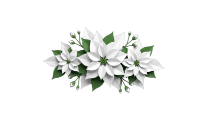 White Poinsettias Blooming on White Background