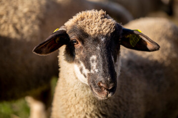 Close Up Portrait of a Sheep With a Black Face in a Field