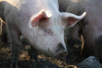 Close-Up of a Pigs Face Covered in Mud on a Farm